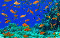 Vé máy bay Vietjet Vinh đi Nha Trang