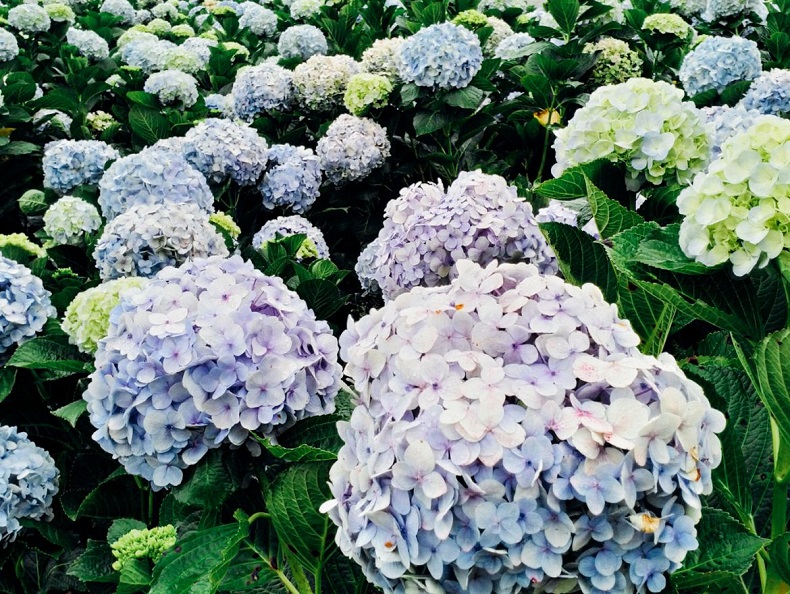 Sắc hoa Đà Lạt làm say đắm lòng người