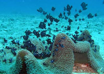 Vé máy bay Vietnam Airlines Vinh đi Nha Trang