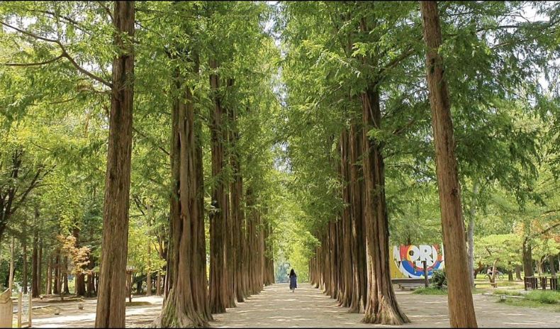 Đảo Nami - Hàn Quốc mùa hè