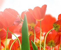 Tổng hợp chi phí du lịch Hà Lan