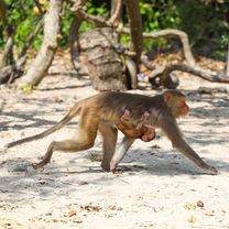 Đảo Khỉ Nha Trang