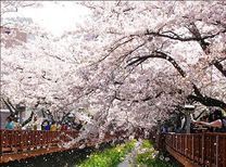 Đi du lịch Hàn Quốc mua quà gì?