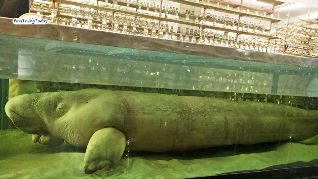 lưu ý khi đi viện hải dương học Nha Trang
