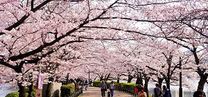 5 địa điểm ngắm hoa anh đào đẹp nhất ở Osaka khiến du khách mê mẩn