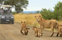 Du lịch vườn quốc gia Kruger Nam Phi