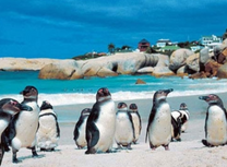 Du lịch Nam Phi có gì hay