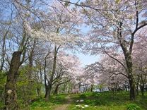 Tìm hiểu thủ tục du lịch Nhật Bản có người bảo lãnh