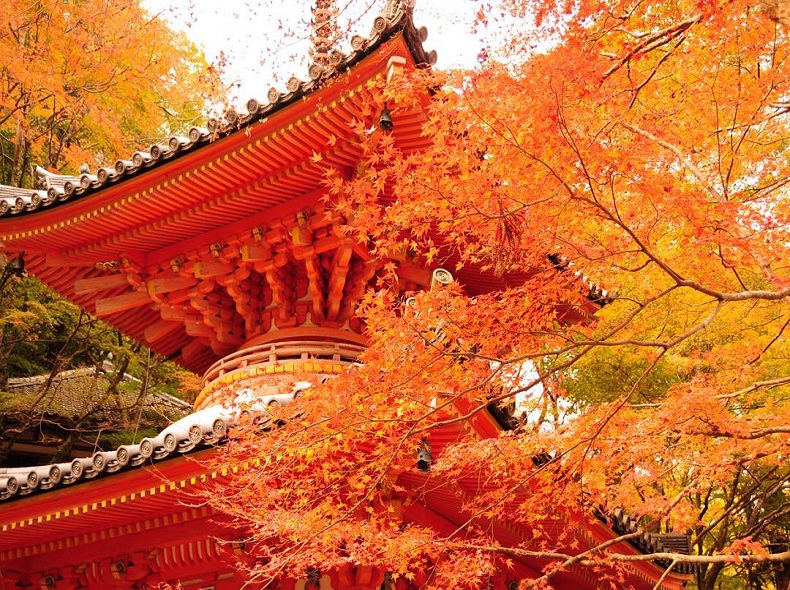 Du lịch Osaka mùa thu tìm chốn thanh tịnh ở chùa Kanshinji
