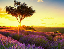 Du lịch Pháp nên mua gì