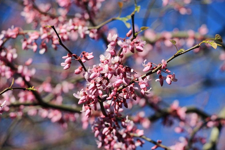 Du lịch Úc mùa nào đẹp nhất 3