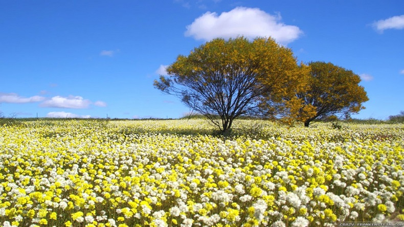 Du lịch Úc mùa xuân 1