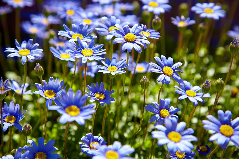 Du lịch Úc mùa xuân 2