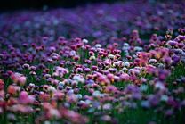 Du lịch Úc mùa xuân