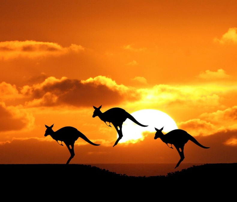 Những chú kangaroo ở Úc