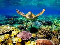 Rạn san hô Great Barrier 