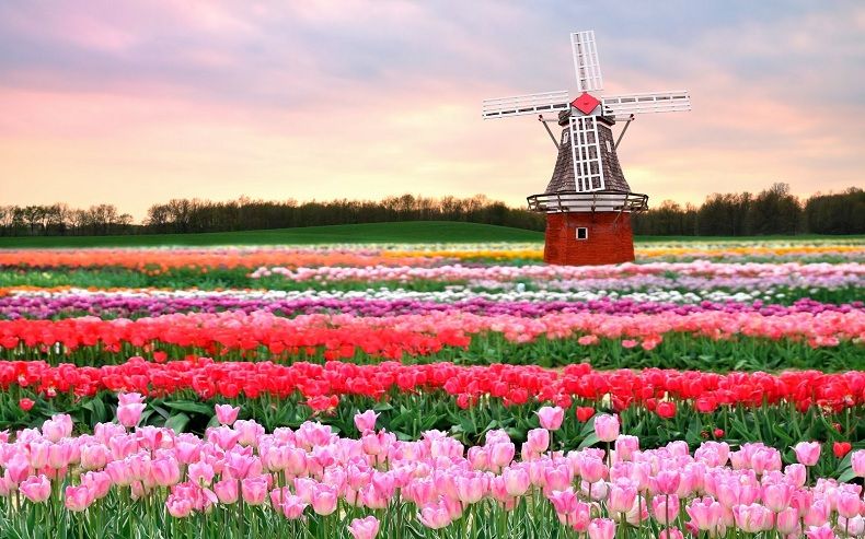 Chiêm ngưỡng vườn hoa Keukenkof lớn nhất thế giới tại Hà Lan Vuon-hoa-keukenkof-1