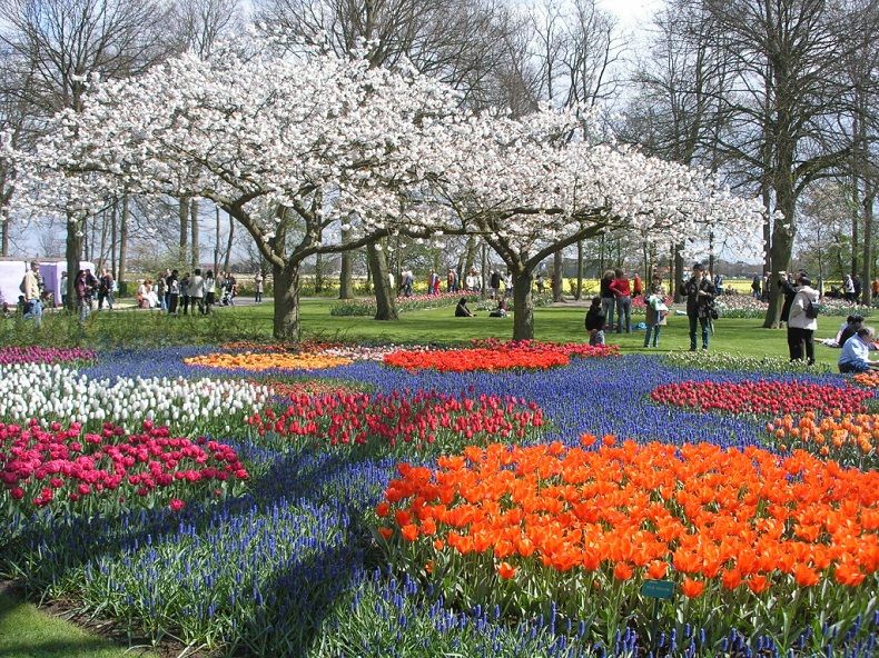 Chiêm ngưỡng vườn hoa Keukenkof lớn nhất thế giới tại Hà Lan Vuon-hoa-keukenkof-6