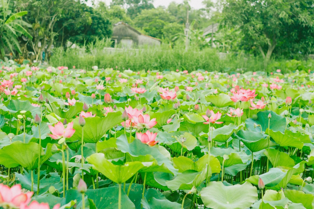 giới thiệu về Làng Sen Việt Nam