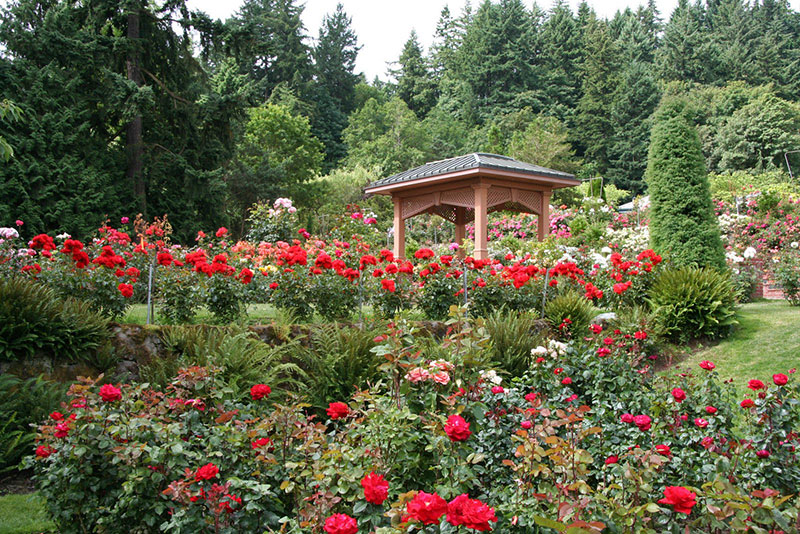 Vườn hồng - vé máy bay đi Portland