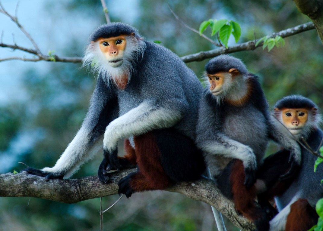 ngắm Voọc chà vá chân nâu tại bán đảo Sơn Trà