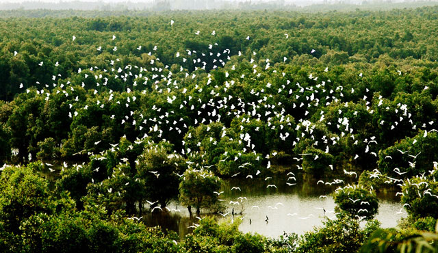 vườn cò Bằng Lăng
