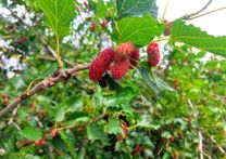 Du lịch Phú Tân An Giang