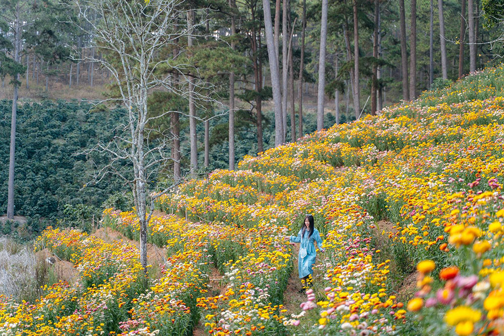 Hoa Đà Lạt - vườn hoa bất từ