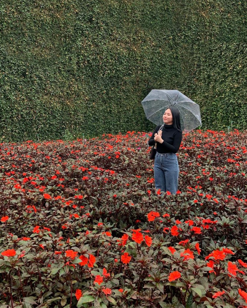 Hoa Đà Lạt - vườn hoa hồng