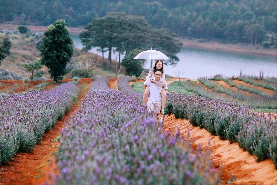Hoa Đà Lạt - Vườn hoa Lavender