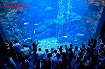 Giá vé máy bay đi Osaka