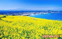 Vé máy bay từ Hà Nội đi Jeju